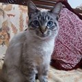 Mirrou L.